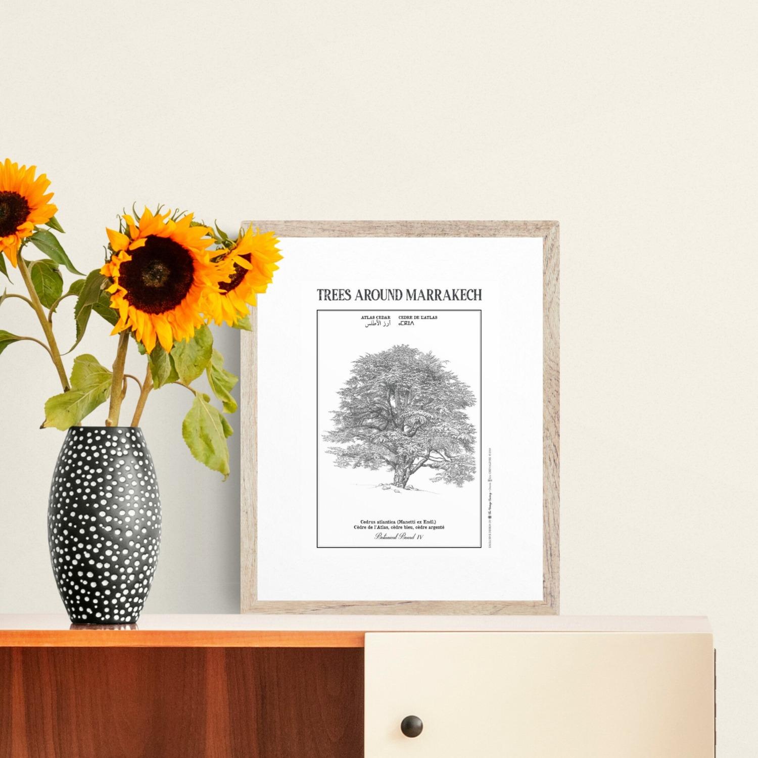 Affiche planche botanique CEDRE