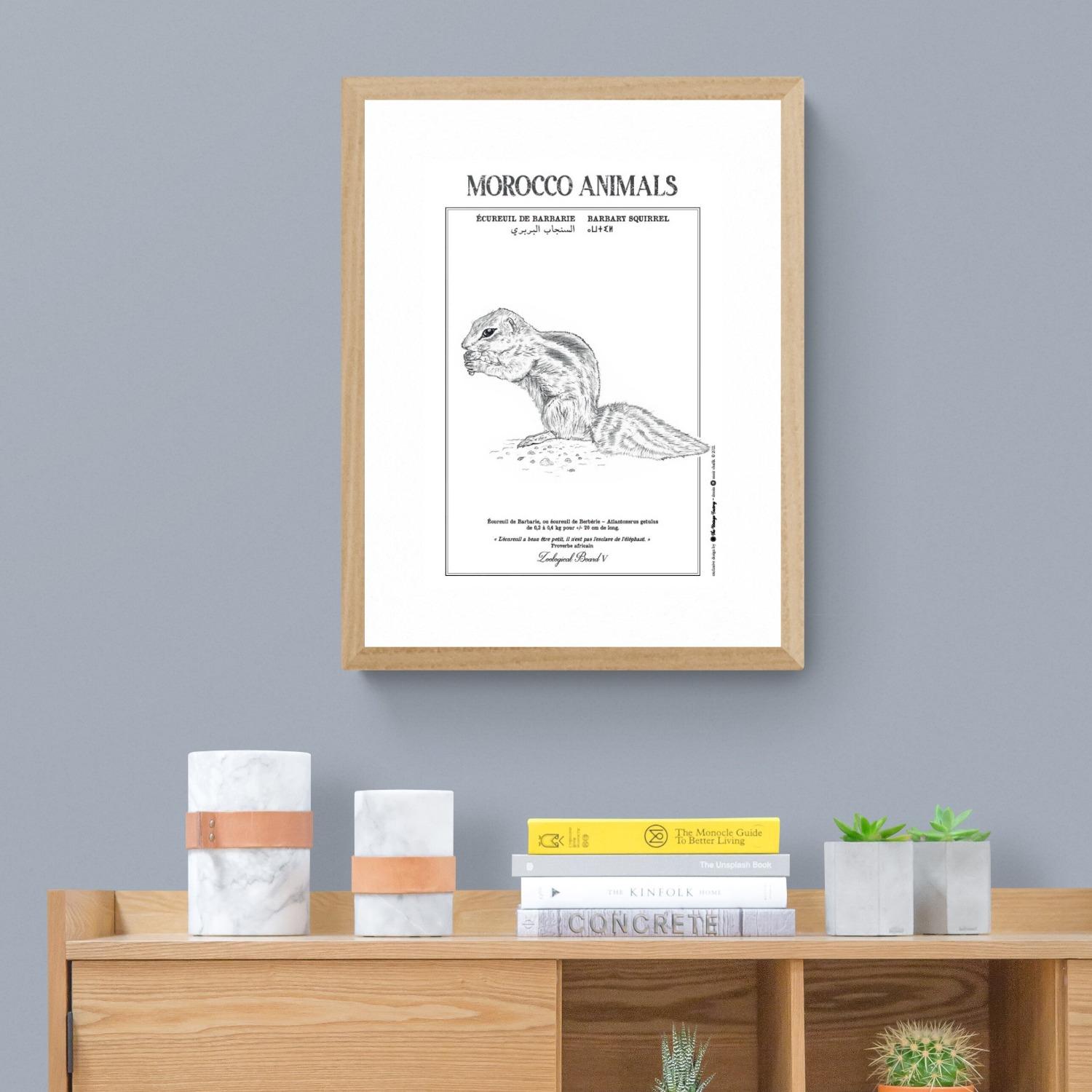 Affiche de la planche zoologique ECUREUIL DE BARBARIE