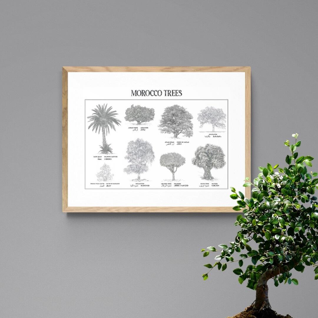 Affiche : planche botanique de 8 arbres du Maroc, collection Morocco Trees
